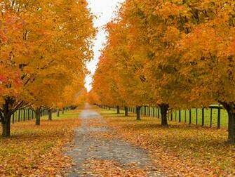 Windows Xp Fall Wallpaper A