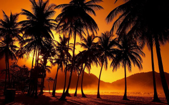 Beach Palm Trees Wallpaper