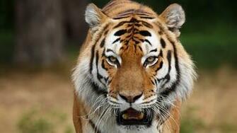 Tiger Face Full HD Desktop Wallpaper 1080p