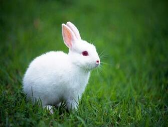 Rabbits Wallpaper Beautiful Bunny HD