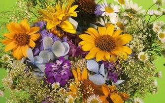 Beautiful Spring Flowers Wallpaper Background