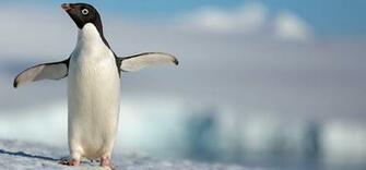 Penguins Disneynature