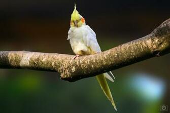 Cockatiel Bird Background High Quality Background