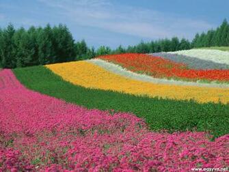 Japanese Nature Wallpaper Most Beautiful
