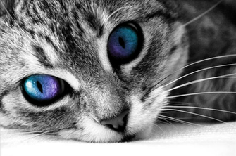 Warrior Cats Fan S Wiki