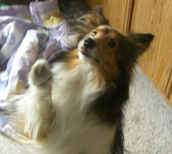 Shetland Sheepdog Cool Wallpaper Image Leeillo