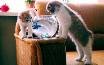 Cats With Fish Widescreen HD Desktop Background Wallpaper