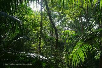 Jungle Scene Panama Rainforest Yournaturephotos HD