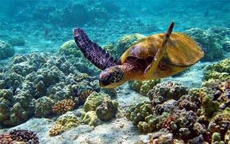 Lovable Turtle Wallpaper For Your Desktop Naldz Graphics