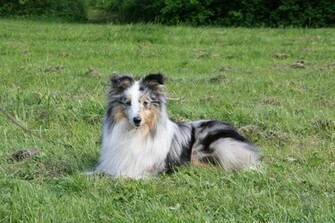 Shetland Sheepdog Wallpaper