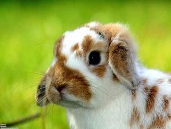 Cute Rabbit Wallpaper Open Walls