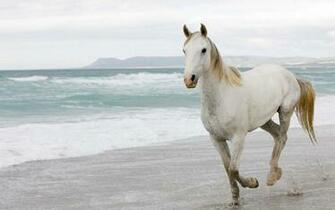 White Horses On The Beach Horse Wallpaper