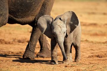 My Baby Elephant HD Wallpaper New Tab Mystart