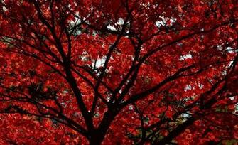 Red Leaves Wallpaper