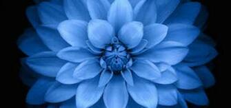 Blue Lotues Ios Wallpaper Variant iPhone Pre BeiPhone