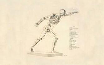 Human Anatomy Wallpaper