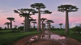 Baobab Tree Wallpaper And Background Image Net