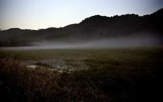 Swamp Wallpaper Stock Photos