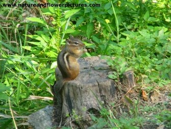 Desktop Wallpaper Ground Squirrel Wildlife Iwallscreen