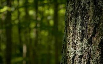 Tree Bark Wallpaper