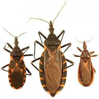 Found A Bug Kissing Bugs And Chagas Disease In The U S Texas M