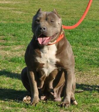 Blue Nose Pitbull Wallpaper HD Background