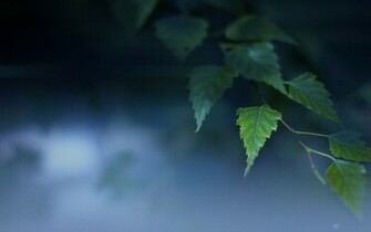 Seductive Foliage Photography Wallpaper Plant Desktop Background