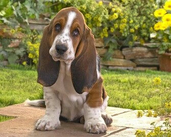 HD Wallpaper Basset Hound