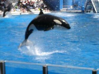 Seaworld Shamu Show By Middylps