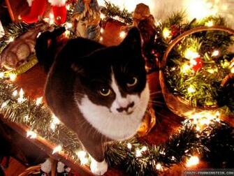 Christmas Black Kitten Wallpaper Image Pictures Becuo