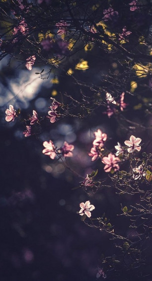 Phone Wallpaper To Make Flowers Grow On Mobile