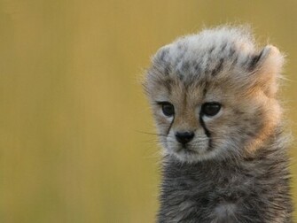 My Dreams Cute Baby Animals Pictures Image