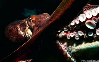 Octopus Wallpaper Deadly Octopuses HD For