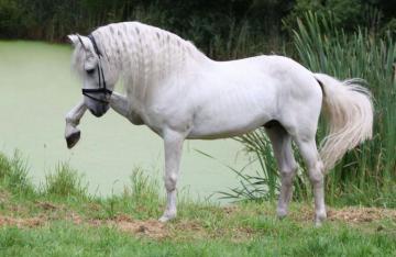 Andalusian Horse HD Desktop Wallpaper Baltana