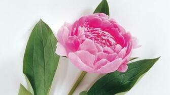 Pink Peony Wallpaper