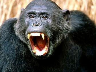 Cool Wallpaper Chimpanzee Background