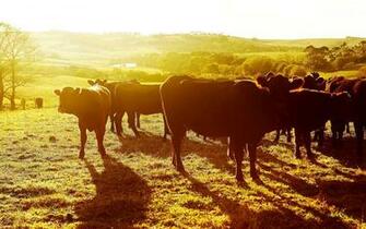 Cows Wallpaper Pictures Image