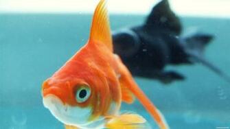 So Sad Fish Wallpaper