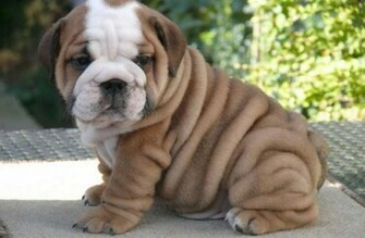 English Bulldog Puppy Sitting On A Mat Puppies Wallpaper Picture