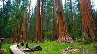 Giant Sequoia National Park Wallpaper At Wallpaperbro