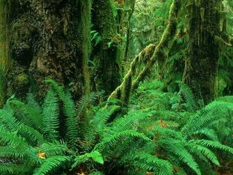 Jungle Computer Wallpaper Desktop Background Id