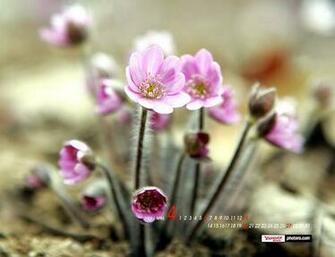 Tattoo Spring Wallpaper Fresh And