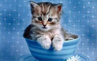 Cute Kitten Wallpaper Kittens