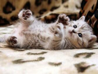 Cute Cats