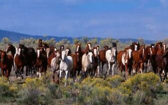 Wallpaper The Herd Of Wild Horses X Widescreen Desktop