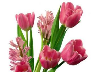 Tulip Wallpaper Weddingdressin
