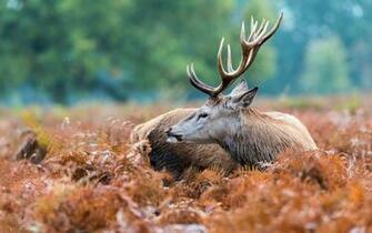 Deer Desktop Wallpaper HD