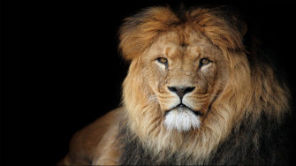 Lion Wallpaper Desktop