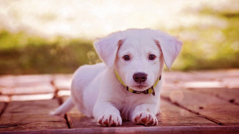 Cachorro 4k Ultra Fondo De Pantalla HD Escritorio Image Wallpaper