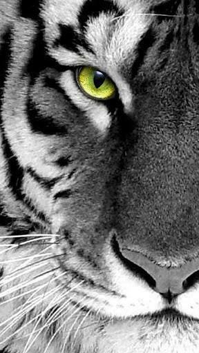 White Tiger Wallpaper HD App For Android By Best Live Inc